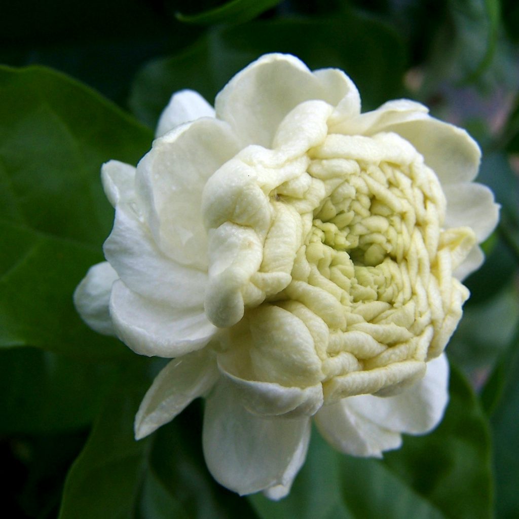 A Jasmine Flower Bush In Summer Whatsapp Dp Image