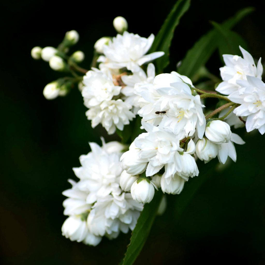 A Jasmine Flower In Spring Whatsapp Dp Image