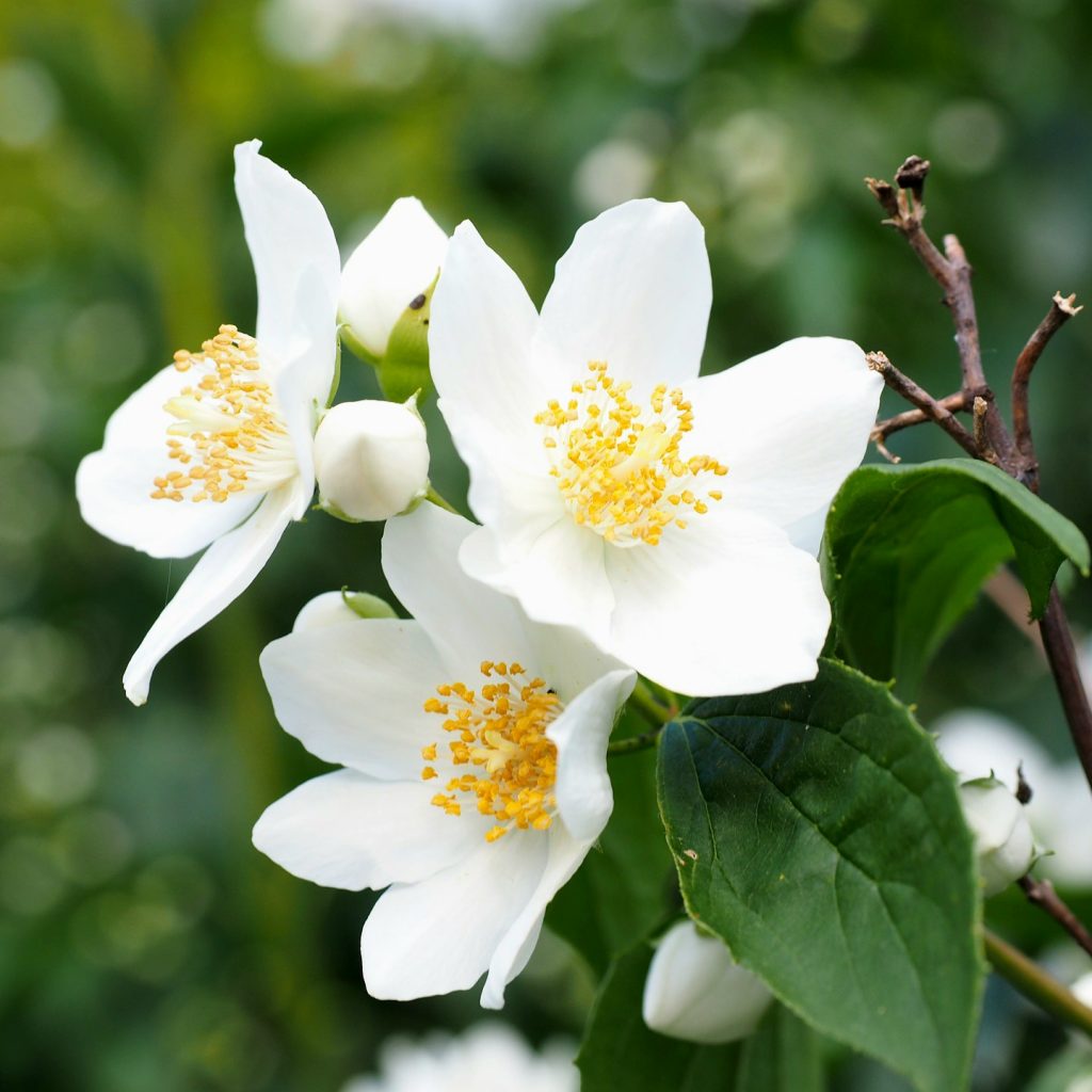 A Mack Jasmine Flower Branch Whatsapp Dp Image