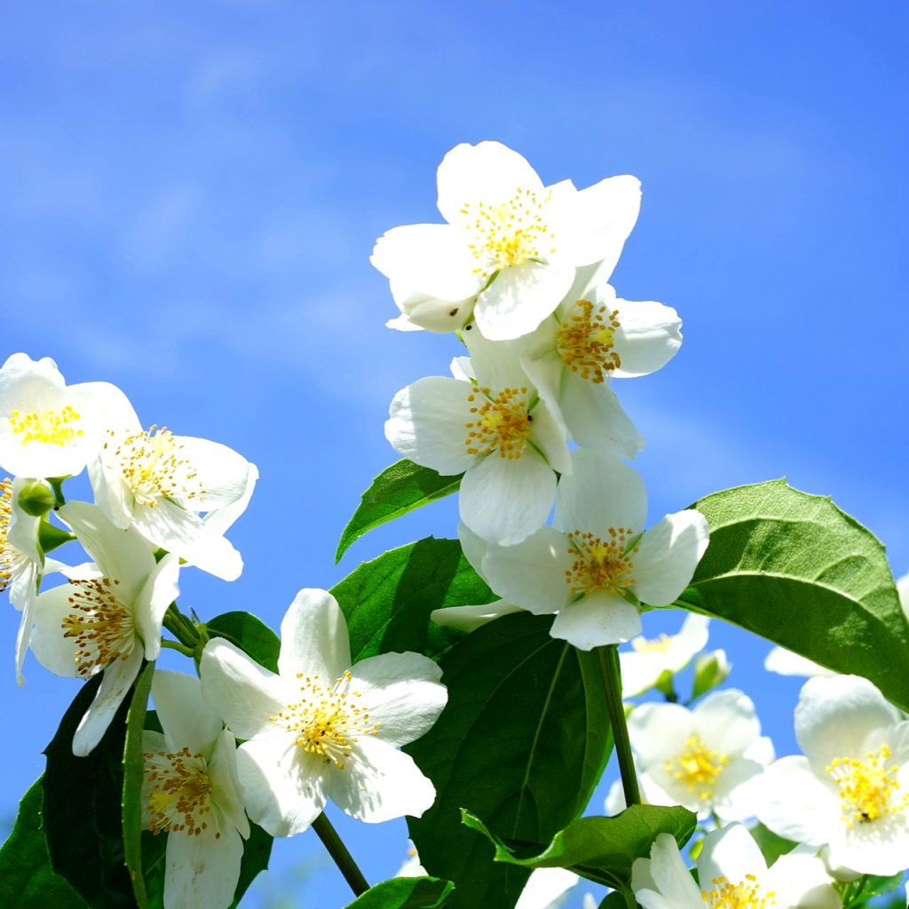 A Mack Jasmine Flower In Sunlight Whatsapp Dp Image