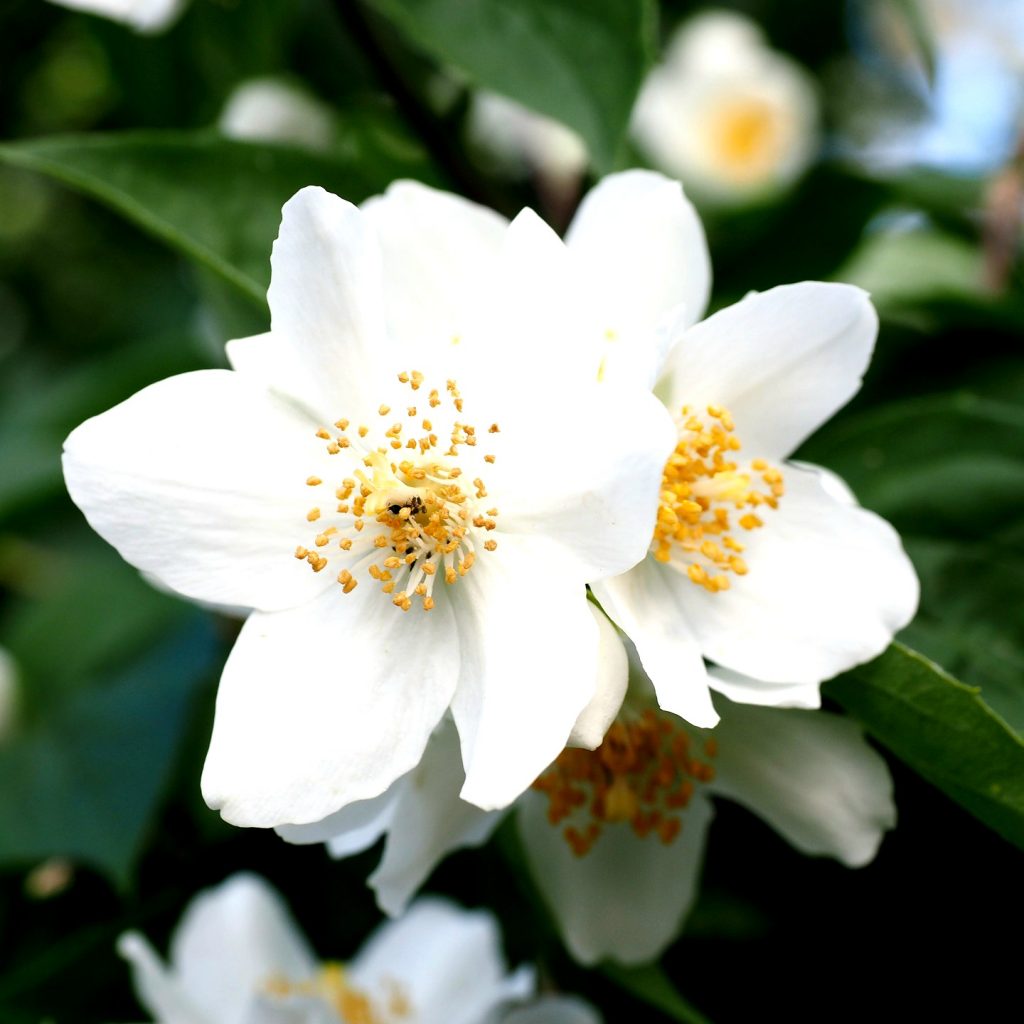 A Mack Orange Jasmine Flower Whatsapp Dp Image