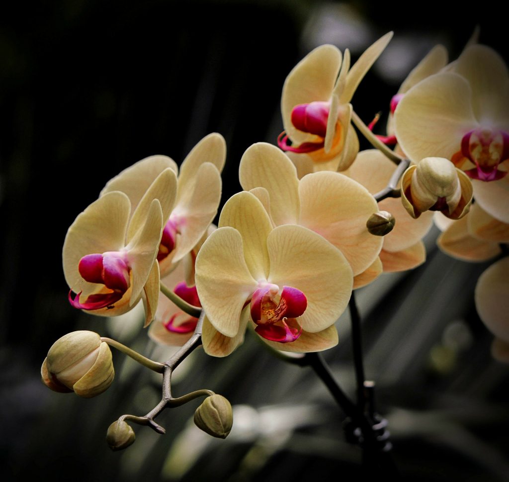 A Moth Orchid Flower Whatsapp Dp Image