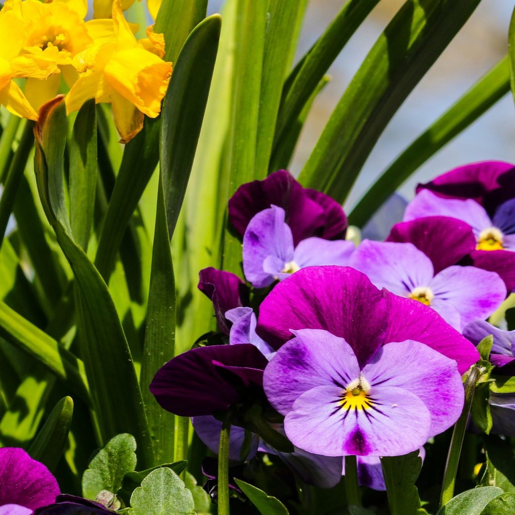 A Purple Daffodil Flower Whatsapp Dp Image