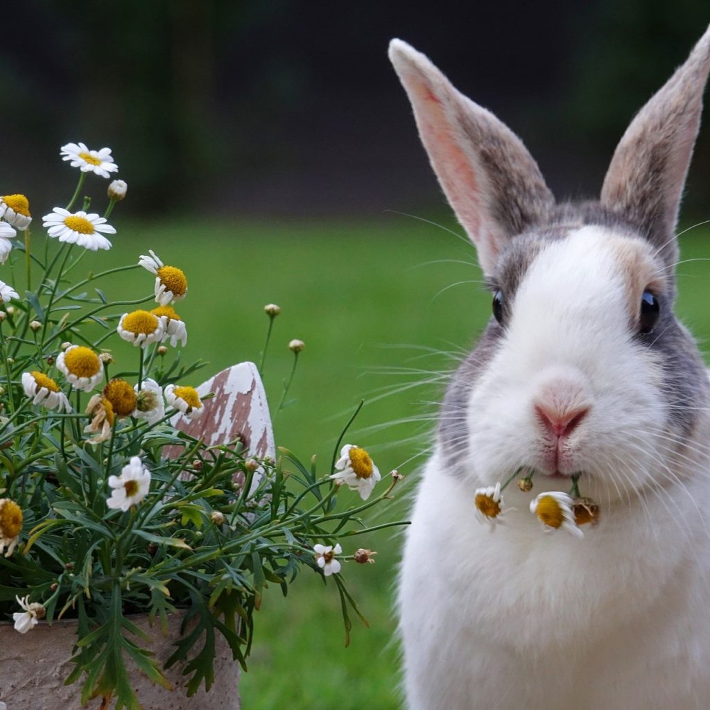 A Rabbit Eating Daisy Flower Whatsapp Dp Image