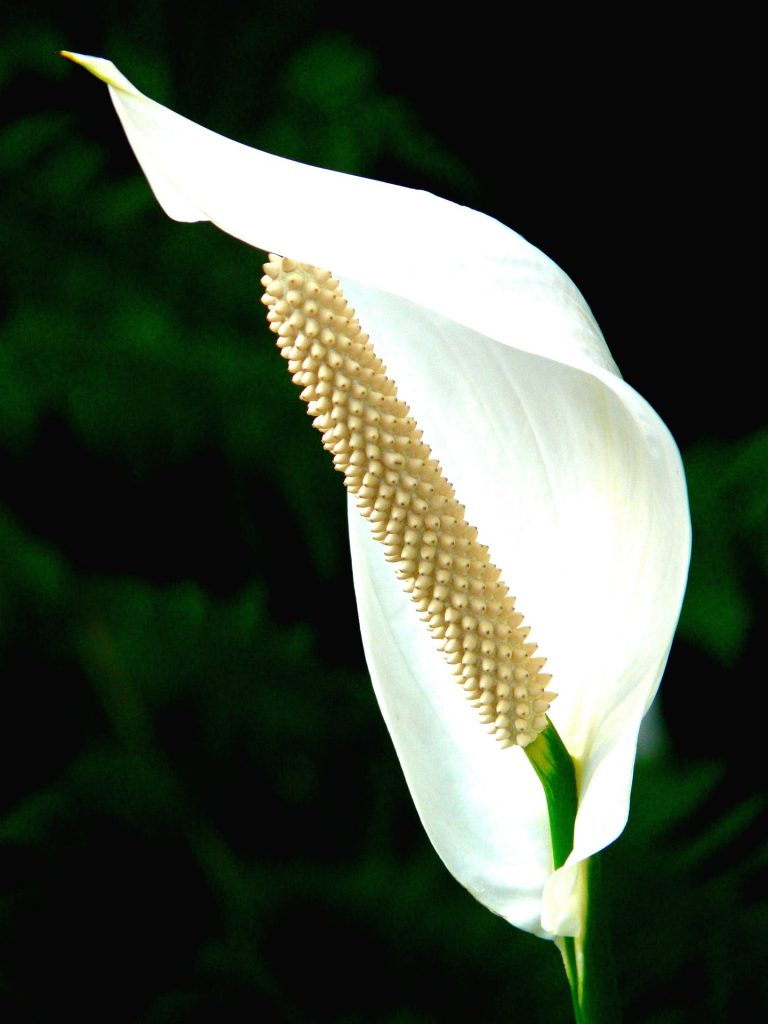 A Spathiphyllum White Arum Lily Flower Whatsapp Dp Image