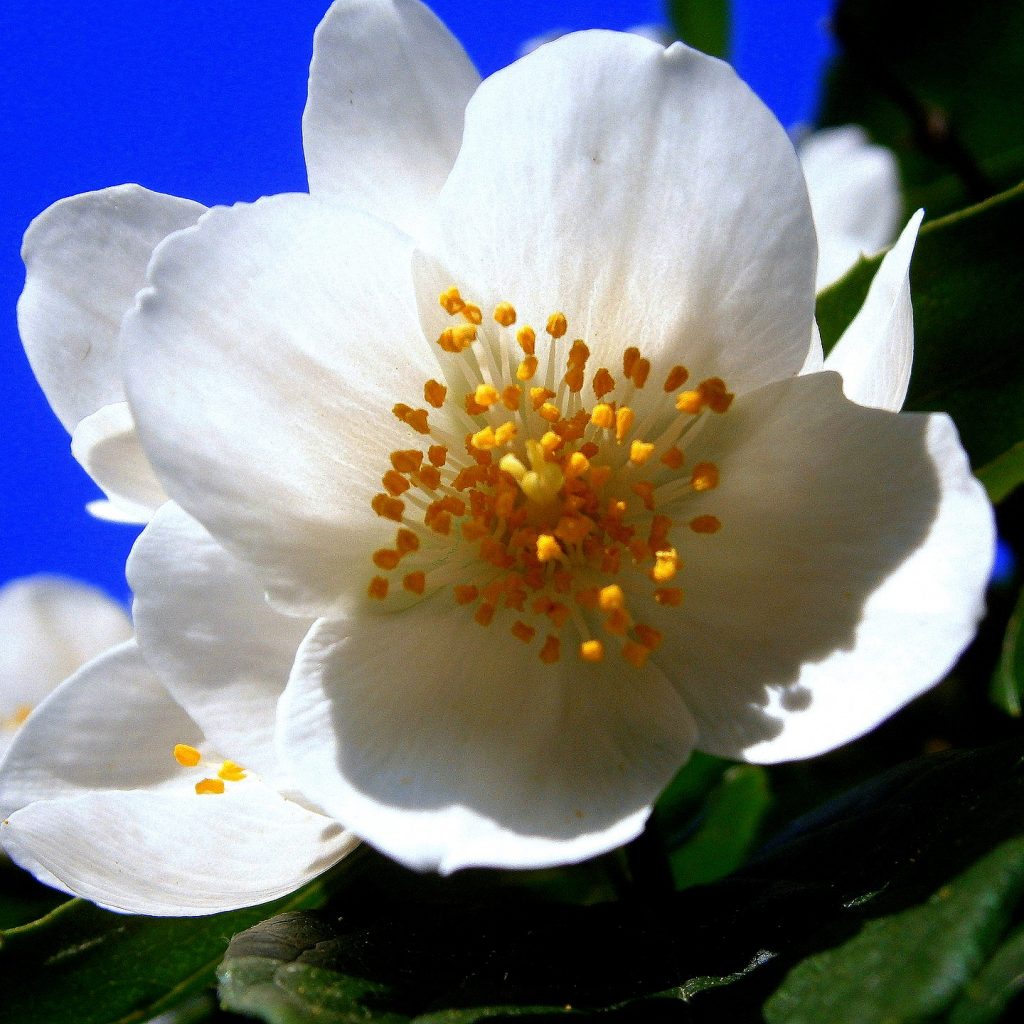 A Summer Jasmine Flower Whatsapp Dp Image