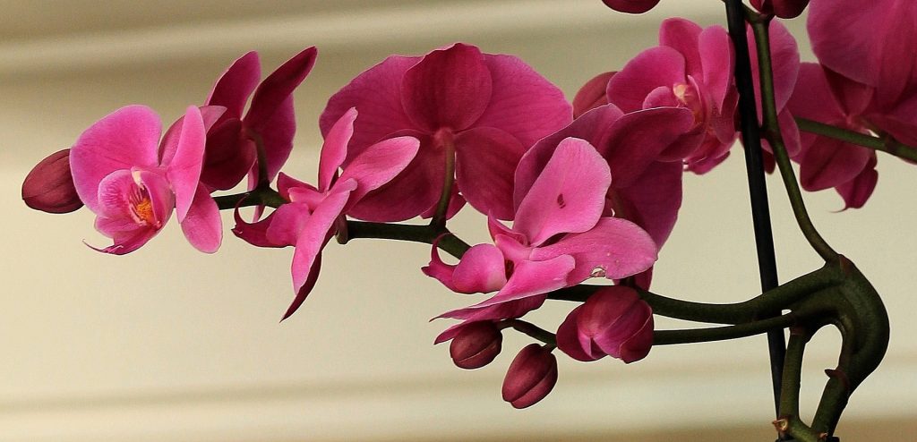 A Tree Branches With Orchid Flower Whatsapp Dp Image