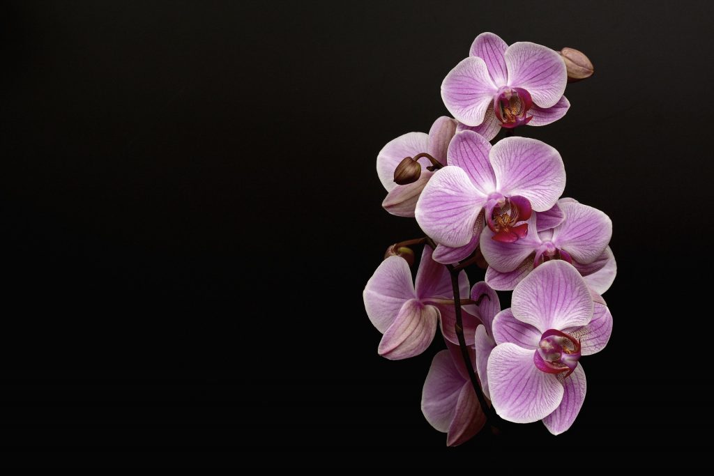 A View Of Orchid Flower Whatsapp Dp Image