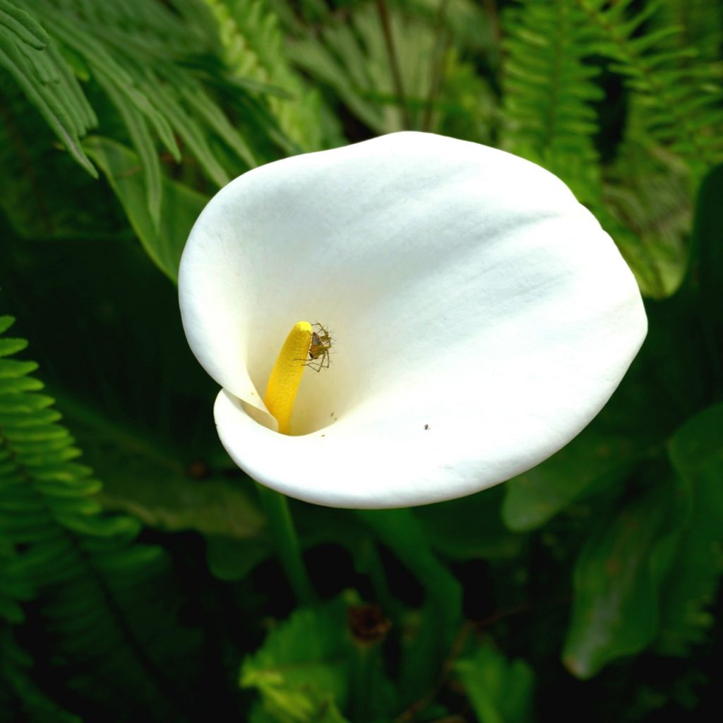 A White Arum Lily Whatsapp Dp Image