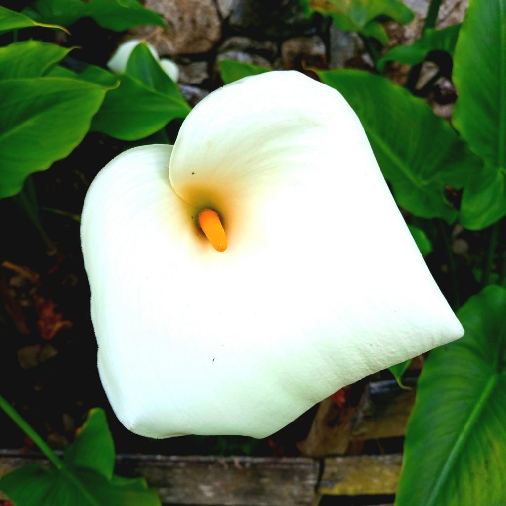 A White Calla Arum Lily Whatsapp Dp Image