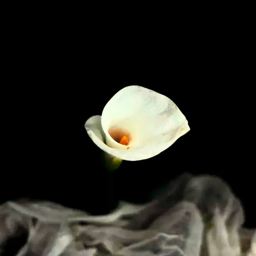 A White Lily Flower In The Dark Whatsapp Dp Image