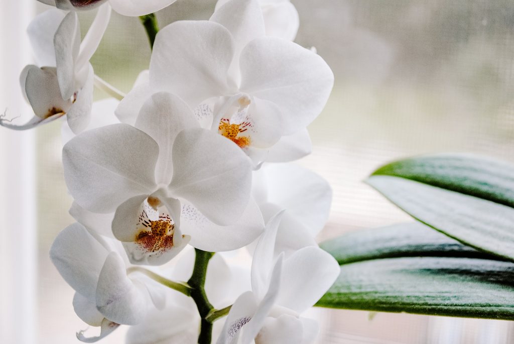 A White Orchid Flower Whatsapp Dp Image