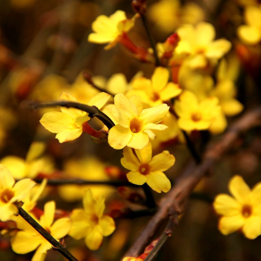 A Winter Yellow Jasmine Flower Whatsapp Dp Image