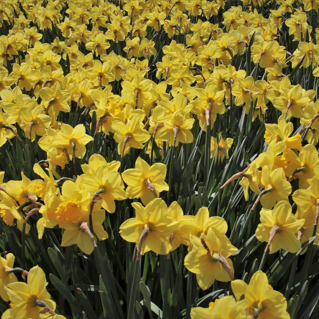 A Yellow Daffodils Flower Field Whatsapp Dp Image