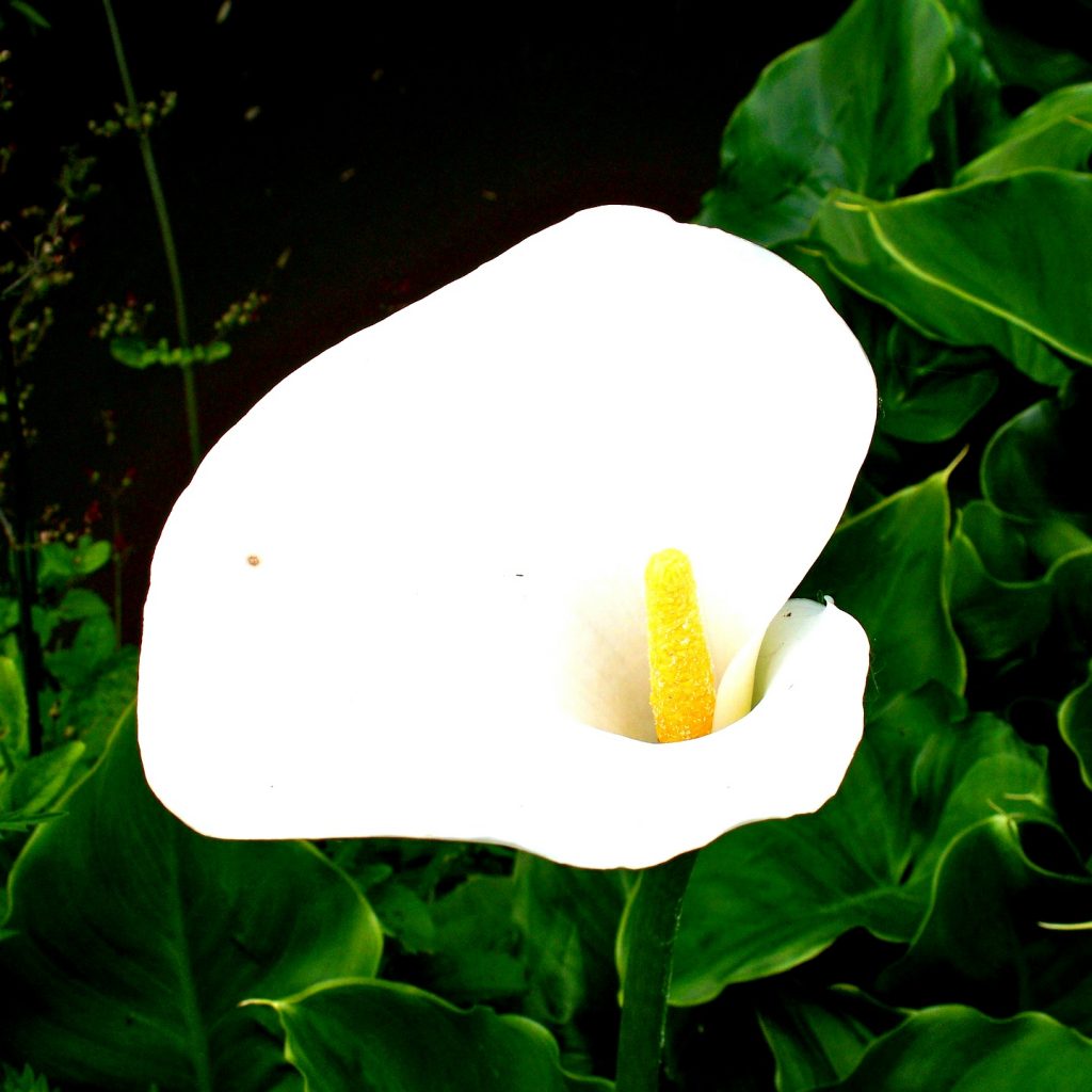 A Zantedeschia Arum Lily Flower Whatsapp Dp Image