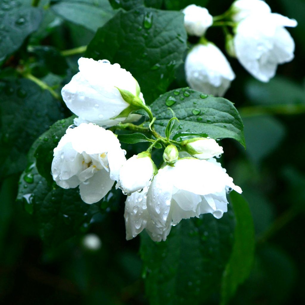 After Rain The Jasmine Flower Whatsapp Dp Image