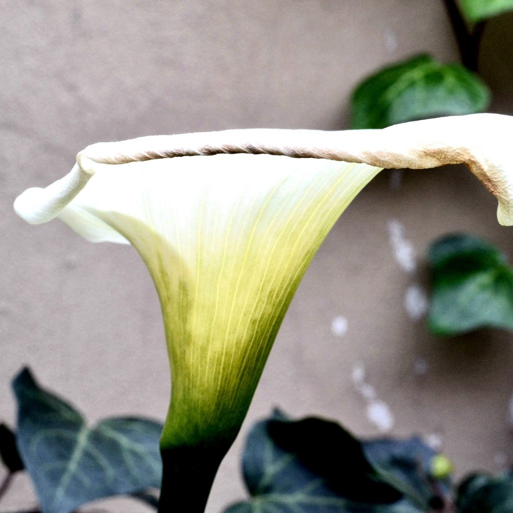 Arum Lily Flower Whatsapp Dp Image