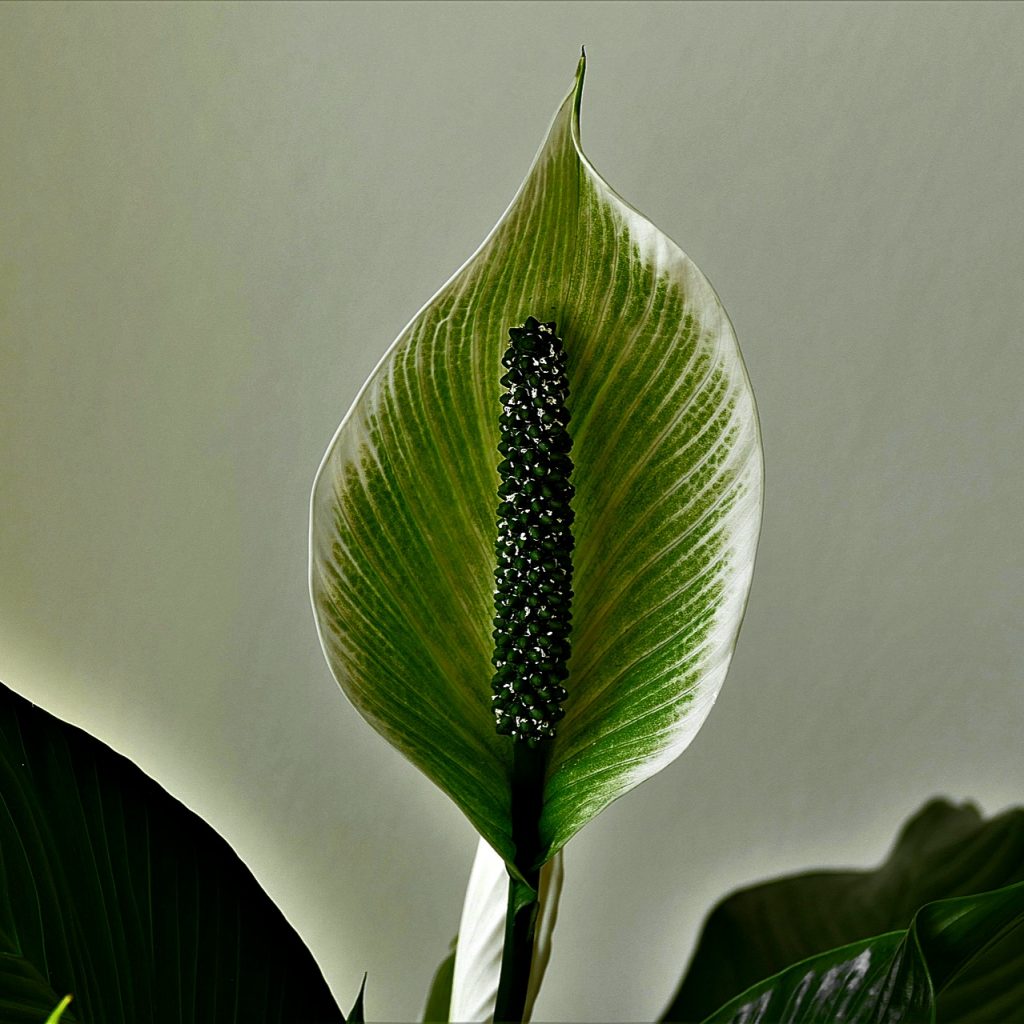 Arum Lily Leave Whatsapp Dp Image