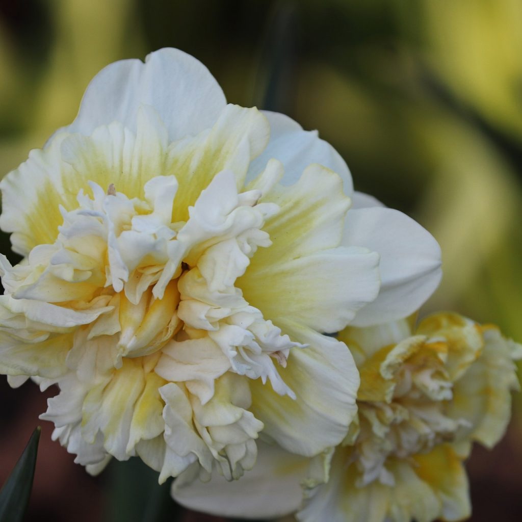Big Size Of Daffodil Flower Whatsapp Dp Image