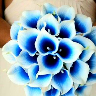 Blue And White Arum Lily Flower Whatsapp Dp Image