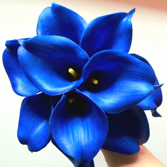Blue Arum Lily Flower Whatsapp Dp Image