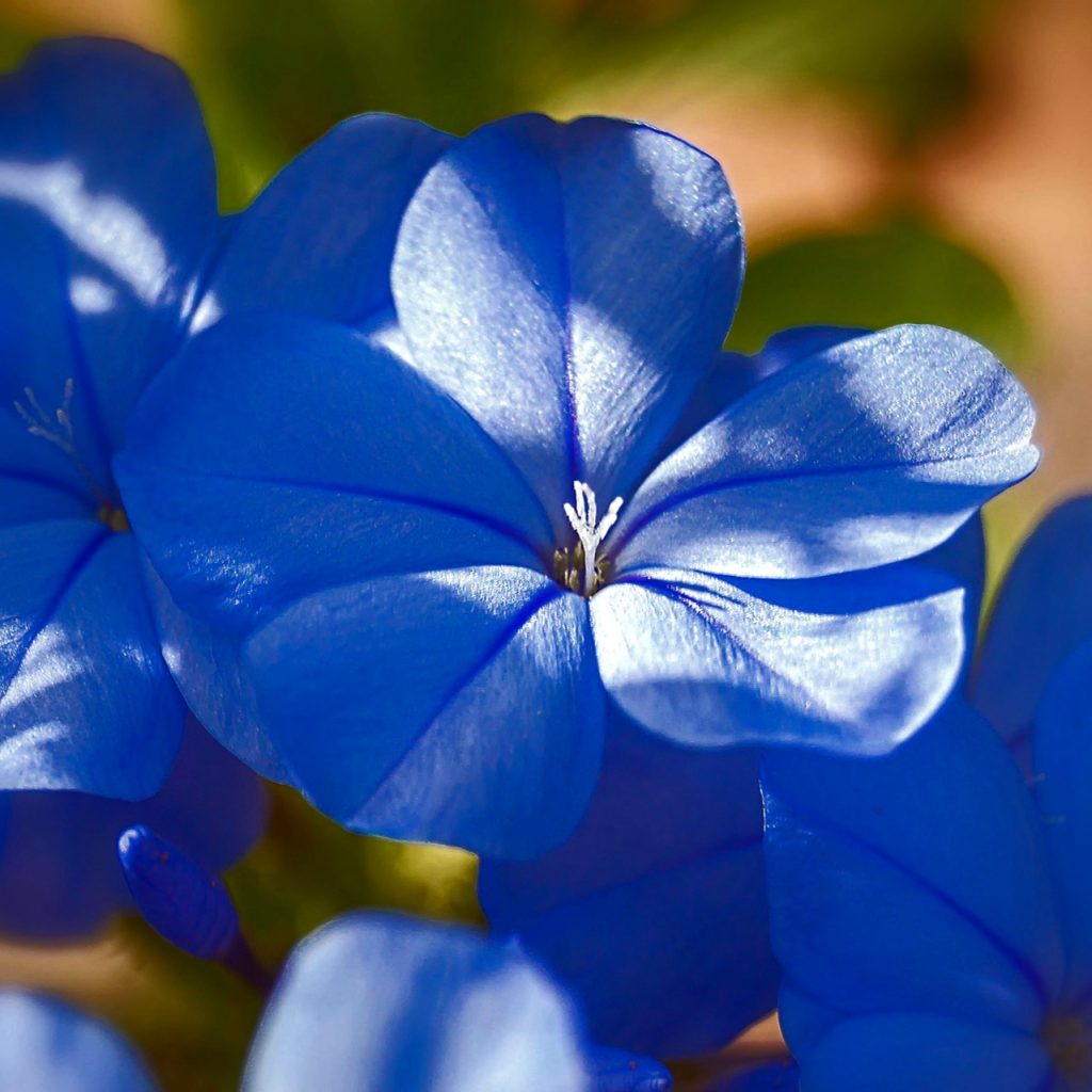 Blue Jasmine Flowers Whatsapp Dp Image