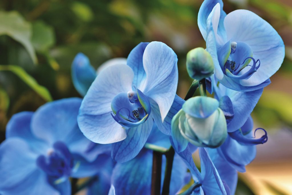 Blue Orchid Flower Whatsapp Dp Image