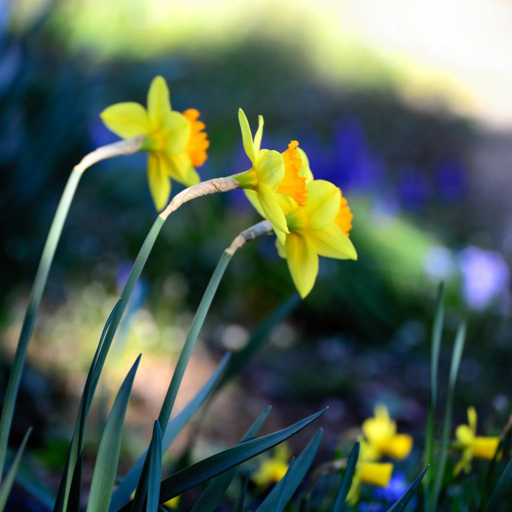 Bush Daffodils Flower Whatsapp Dp Image
