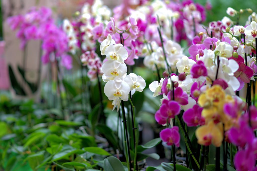 Bush Of Orchid Flower Whatsapp Dp Image
