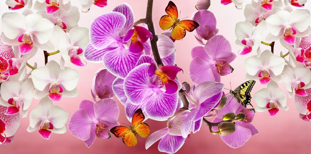 Butterfly Seating Are Seating On Orchid Flower Whatsapp Dp Image