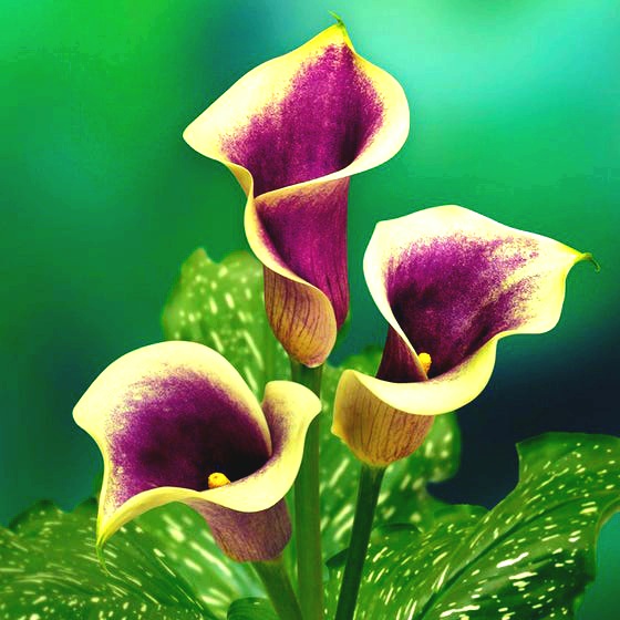 Creamy And Purple Arum lily Whatsapp Dp Image