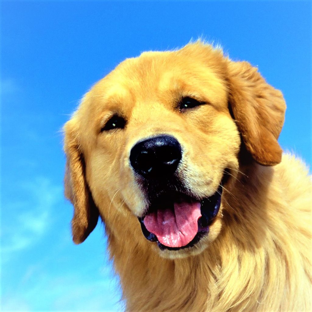 Cute Golden Dog Whatsapp Dp Images 