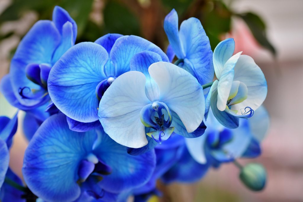 Deep Blue Orchid Flower Whatsapp Dp Image