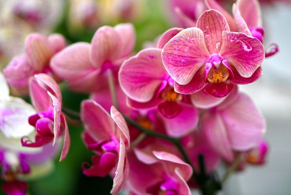 Deep Pink Orchid Flower Whatsapp Dp Image