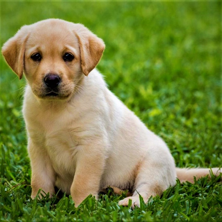 Getty Labrador Puppy Whatsapp Dp Image 