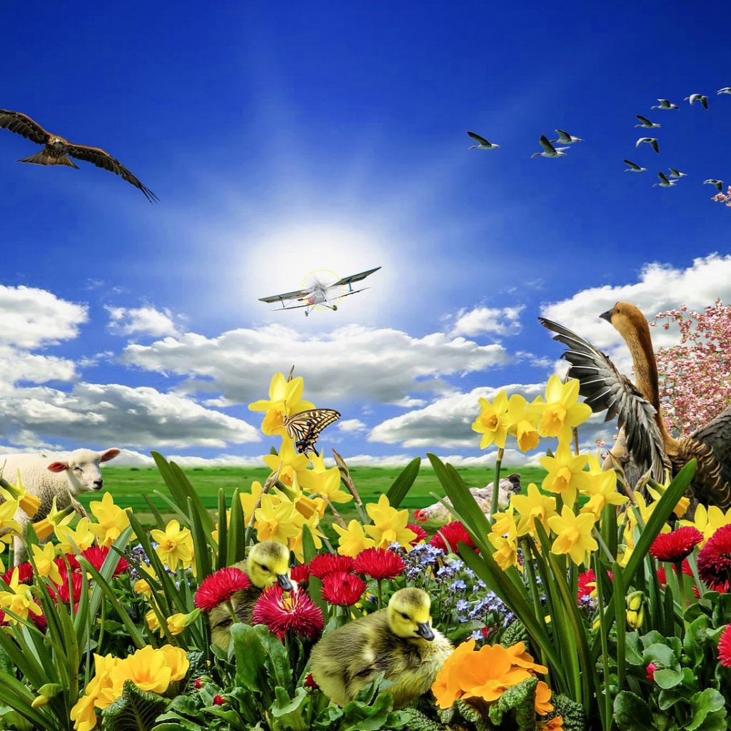 In Spring Season Daffodils Flower Garden Whatsapp Dp Image