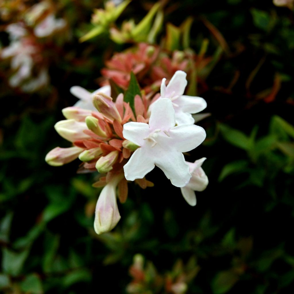 In Winter Jasmine Flower Fall Whatsapp Dp Image