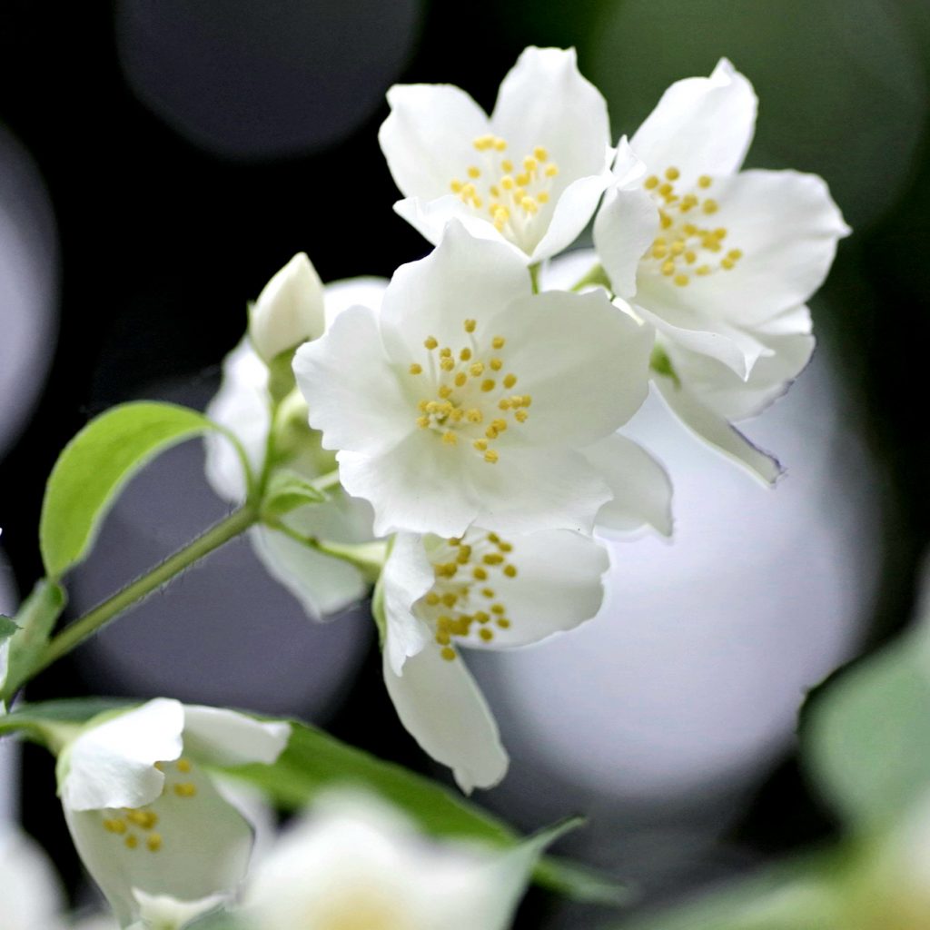 Jasmine Flower Biel Shine Whatsapp Dp Image