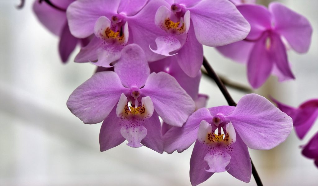 Light Pink Orchid Flower Whatsapp Dp Image