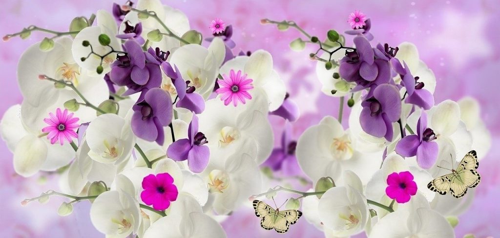 Mix Orchid Flower Whatsapp Dp Image