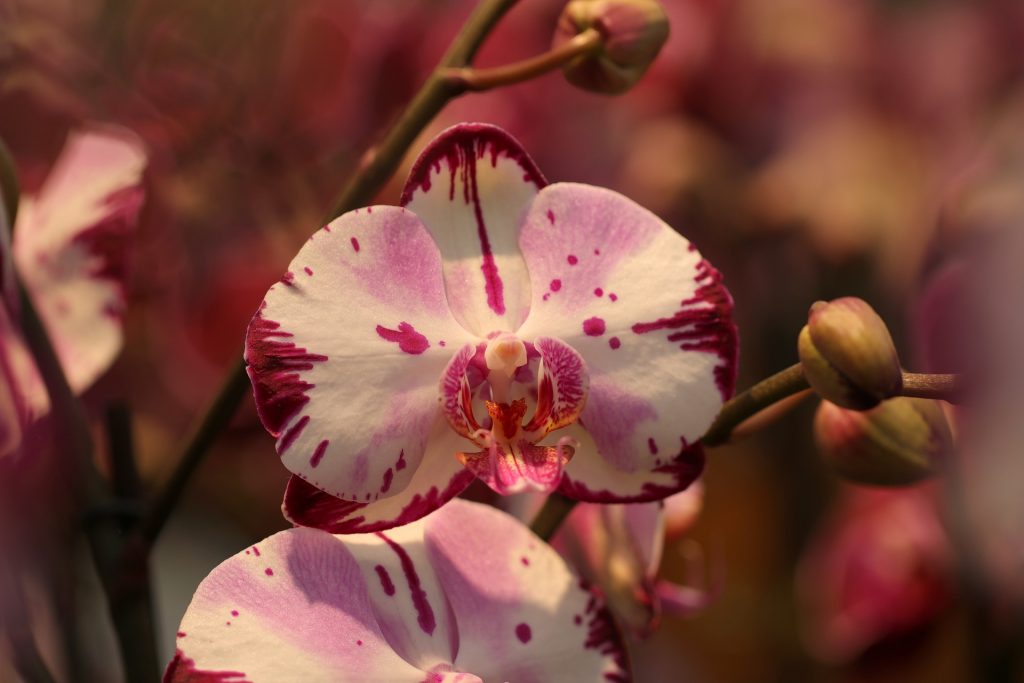 Orchid Flower Big Petals Whatsapp Dp Image