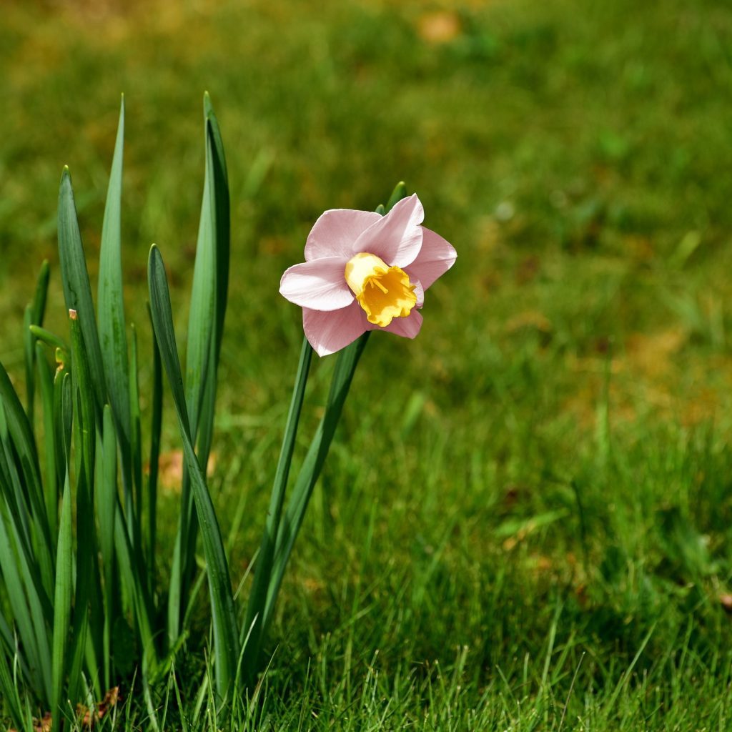 Pink Daffodil Flower Whatsapp Dp Image