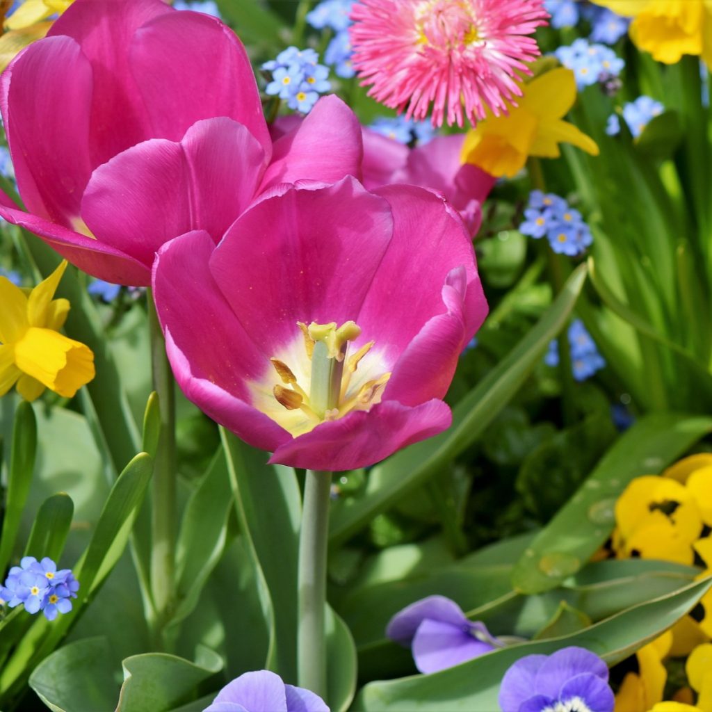 Pink Daffodils Flower Bush Whatsapp Dp Image