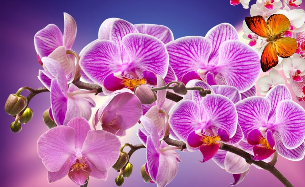 Pink Orchids Flower Whatsapp Dp Image