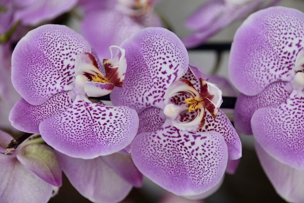 Purple And White Orchid Flower Whatsapp Dp Image
