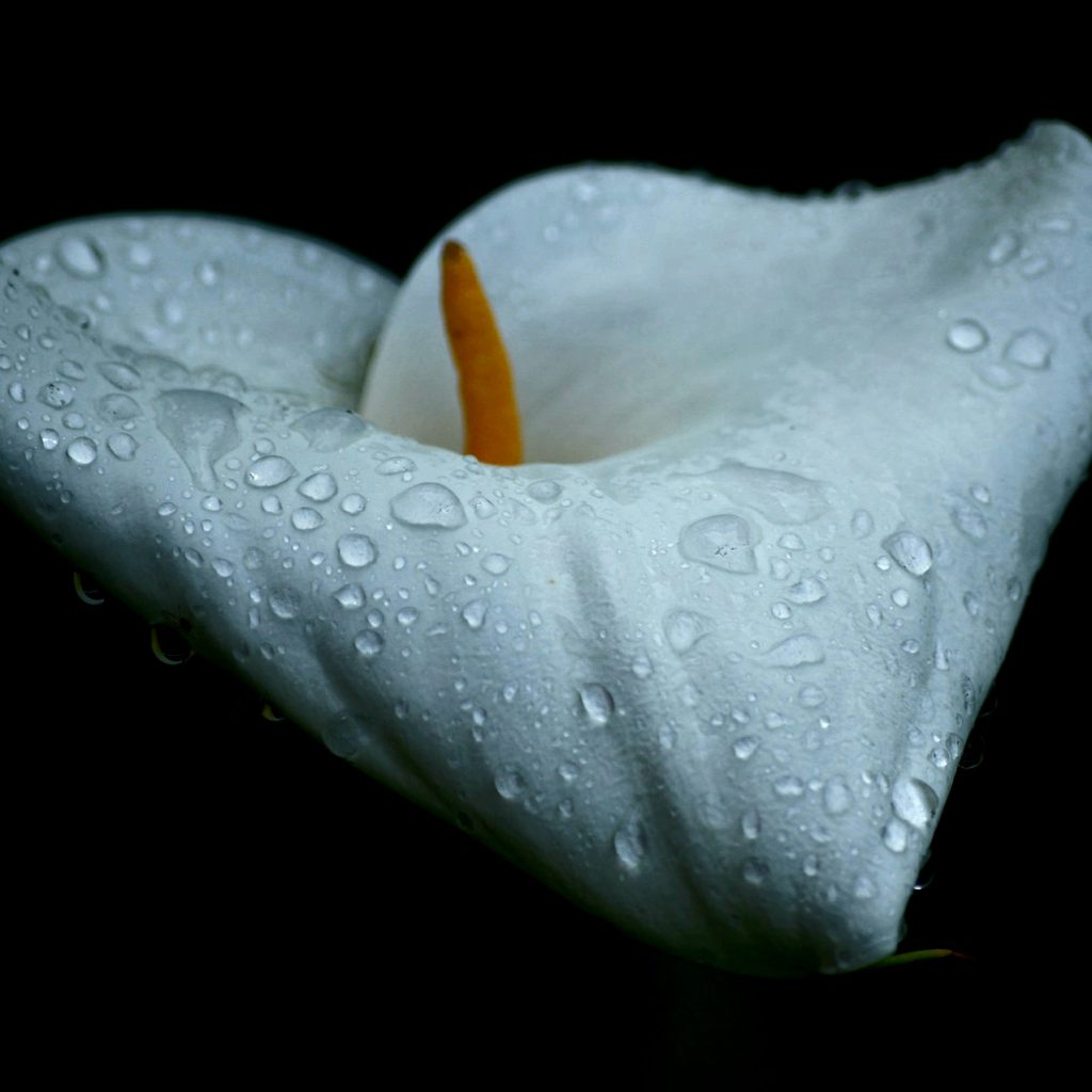 Raindrops On Arum Lily Flower Whatsapp Dp Image