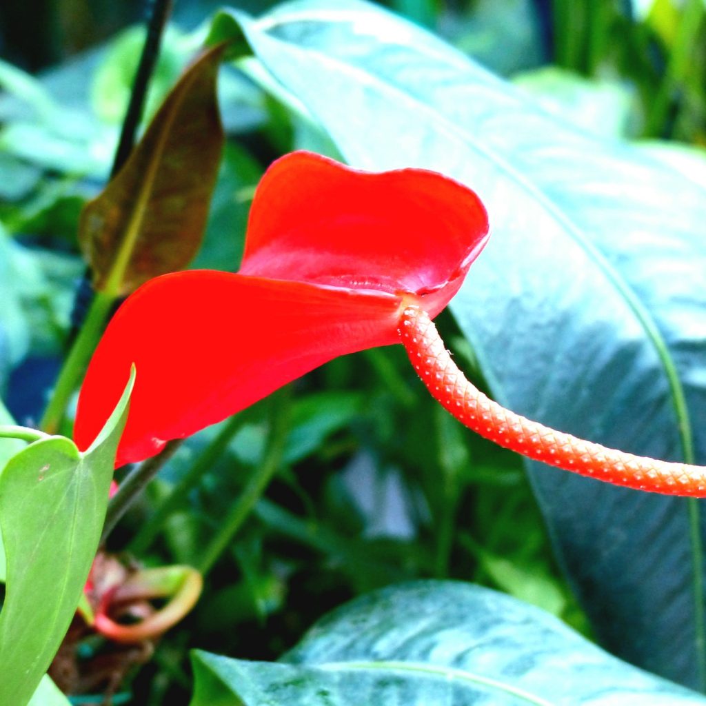 Red Arum Lily Whatsapp Dp Image