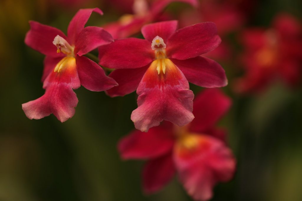 Red Orchid Flower Whatsapp Dp Image