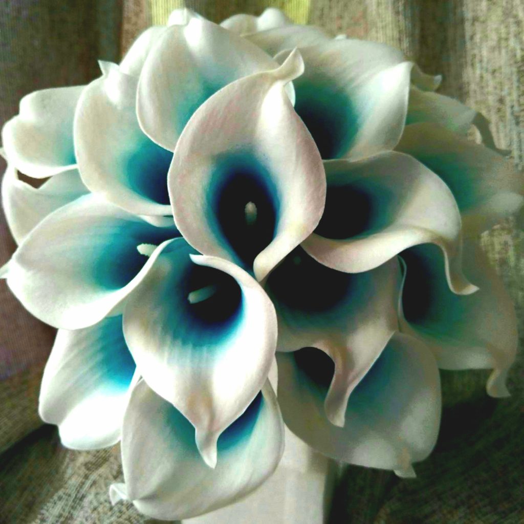 Sky Blue Color Arum Lily Flower Whatsapp Dp Image