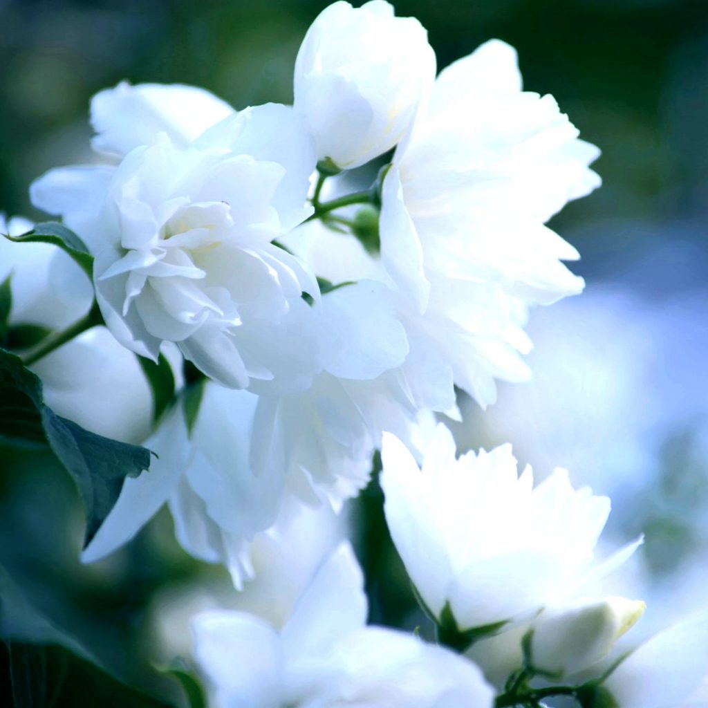 Spring season Jasmine Bush Flower Whatsapp Dp Image